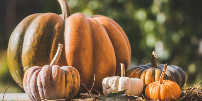 image of pumpkins