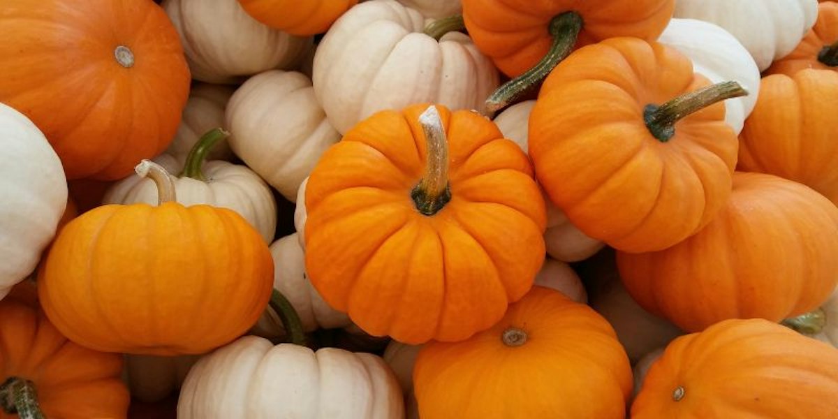 Pumpkins at a fall festival on Oahu