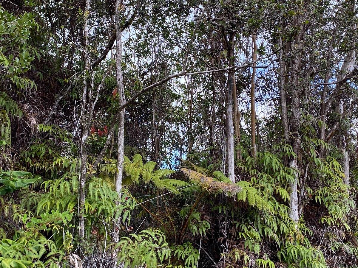 11-3032 Anuhea St, Volcano, HI 96785