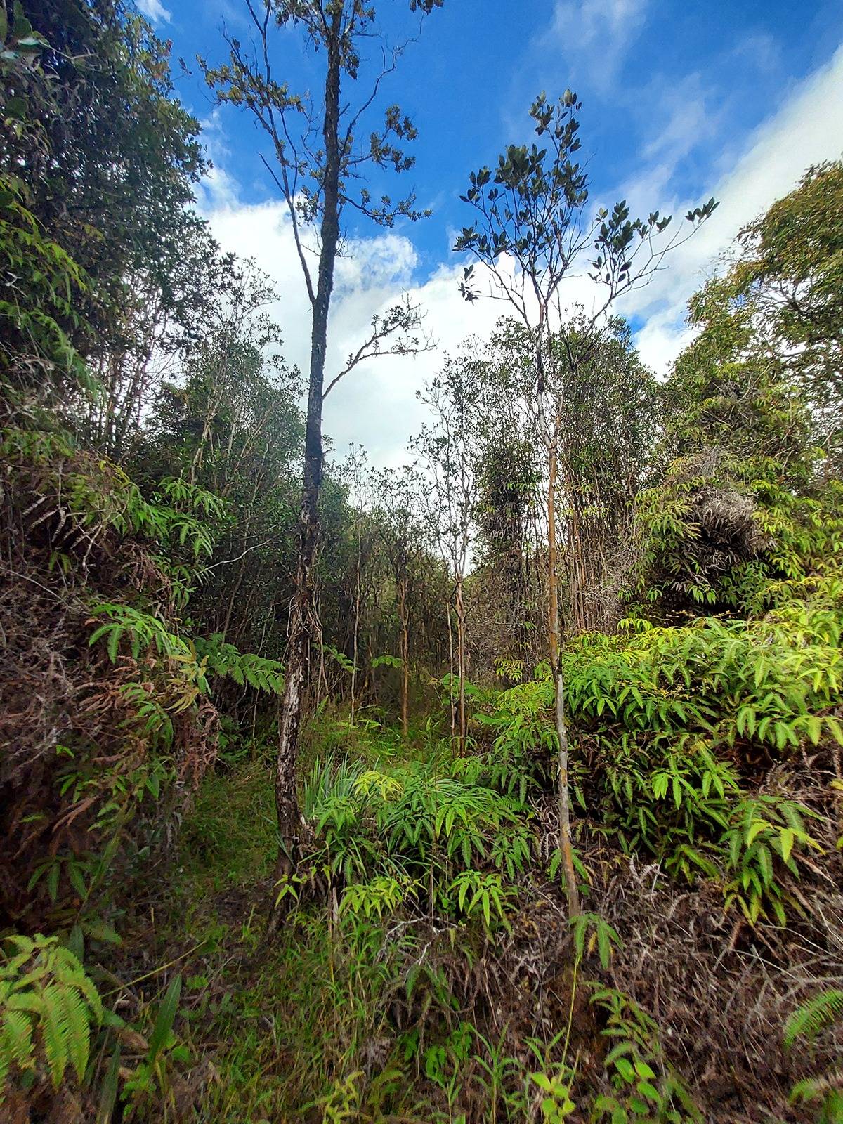 18-1680 Hale Io Rd, Mountain View, HI 96771