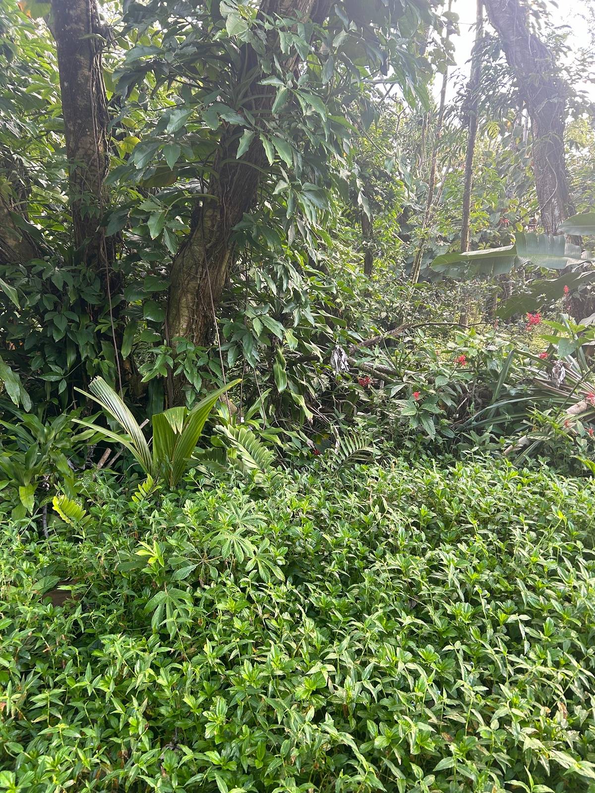 15-2715 Opelu St, Pahoa, HI 96778