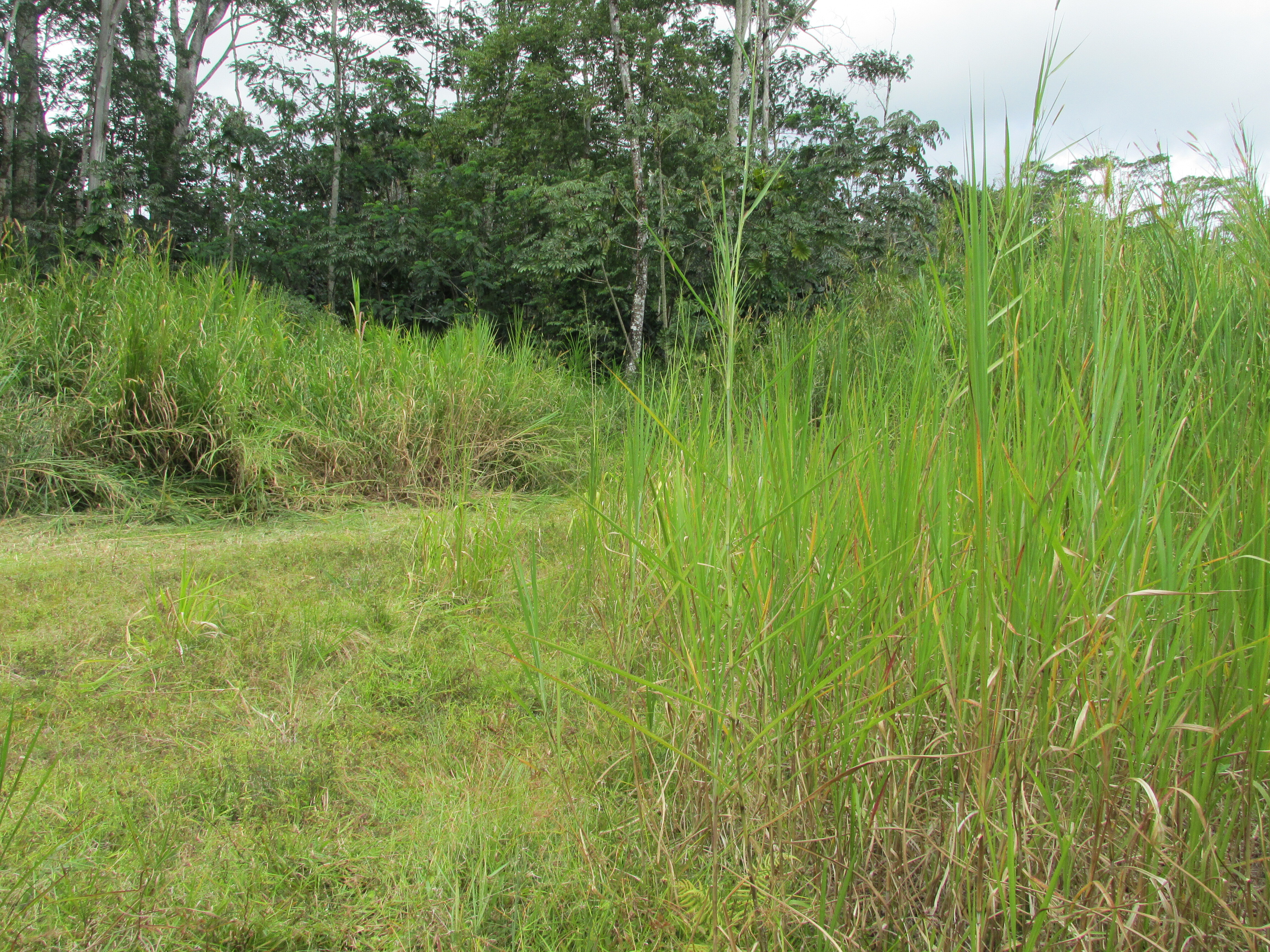 14-3547 Nanawale Blvd, Pahoa, HI 96778