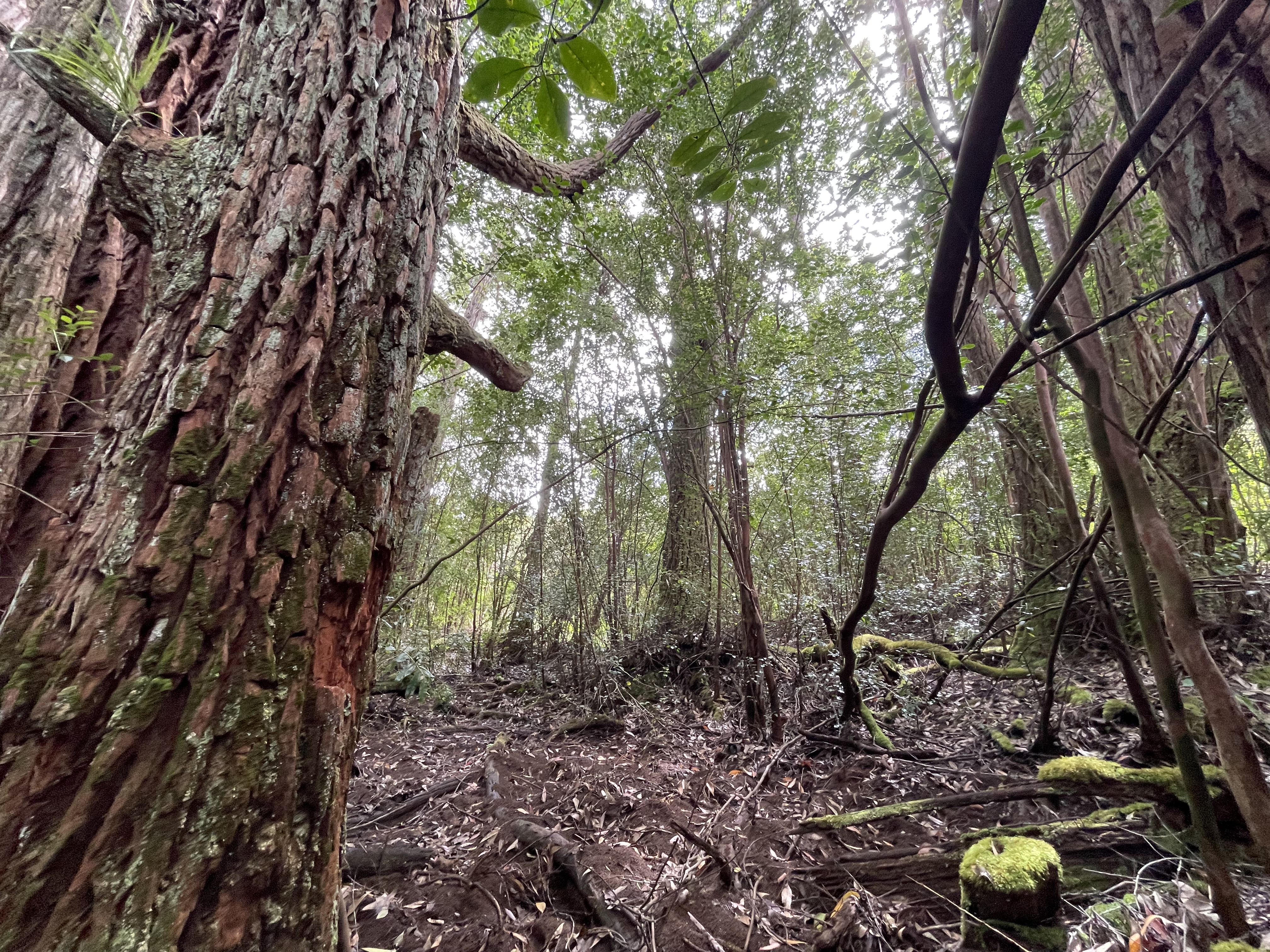 29 Homestead Rd, Laupahoehoe, HI 96764