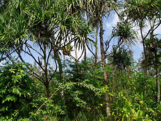 15-243 Puni Makai Loop, Pahoa, HI 96778