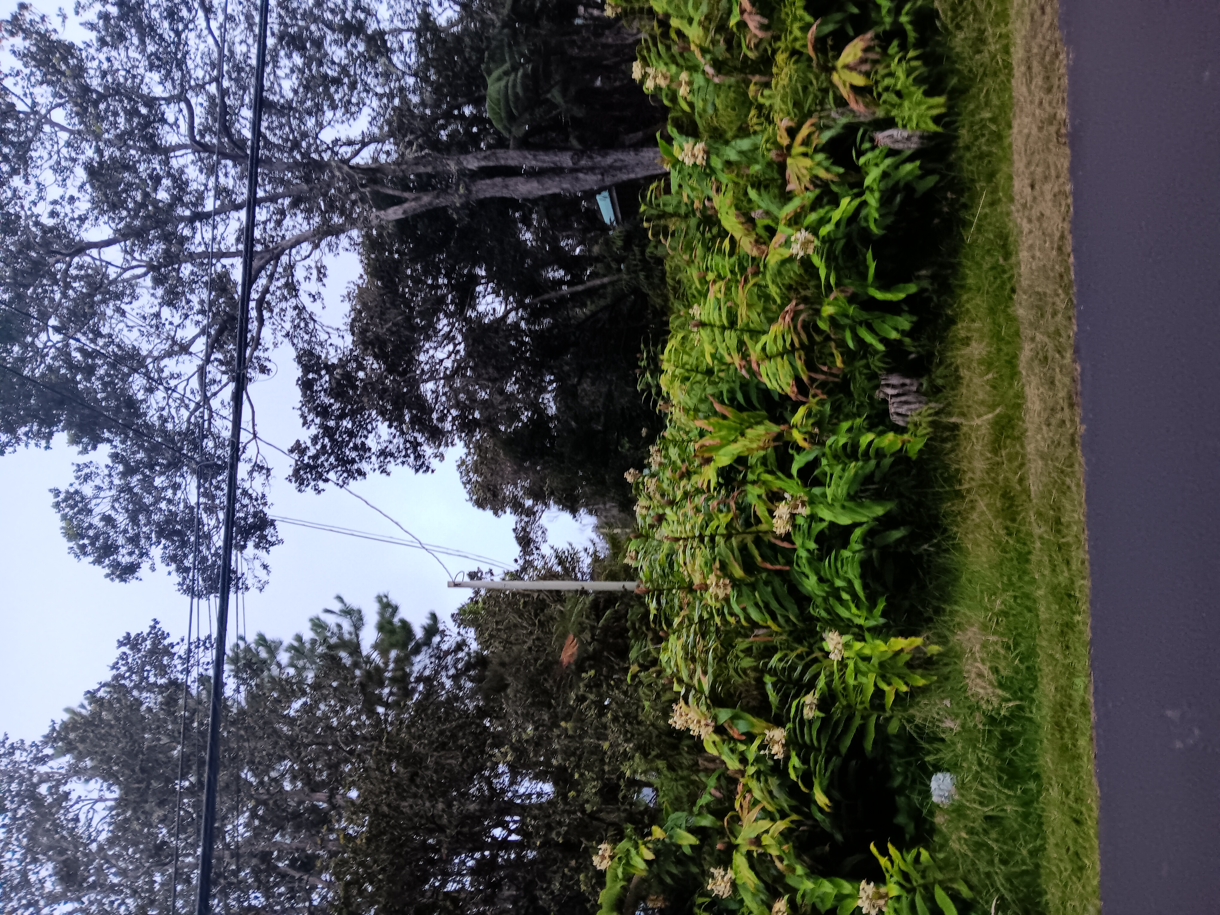 11-3969-A Liona St, Volcano, HI 96785