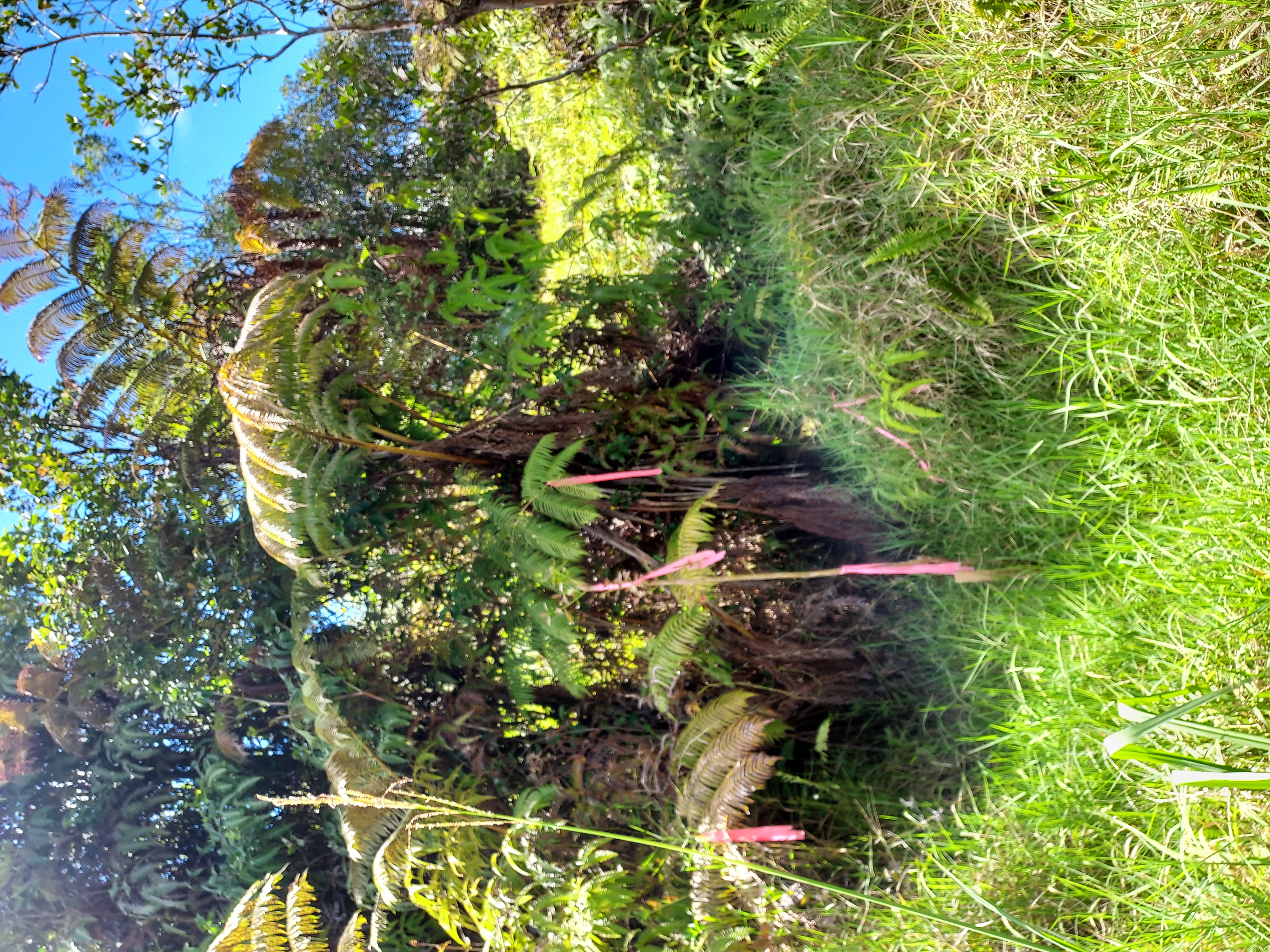 18-2300 Road 9, Volcano, HI 96785