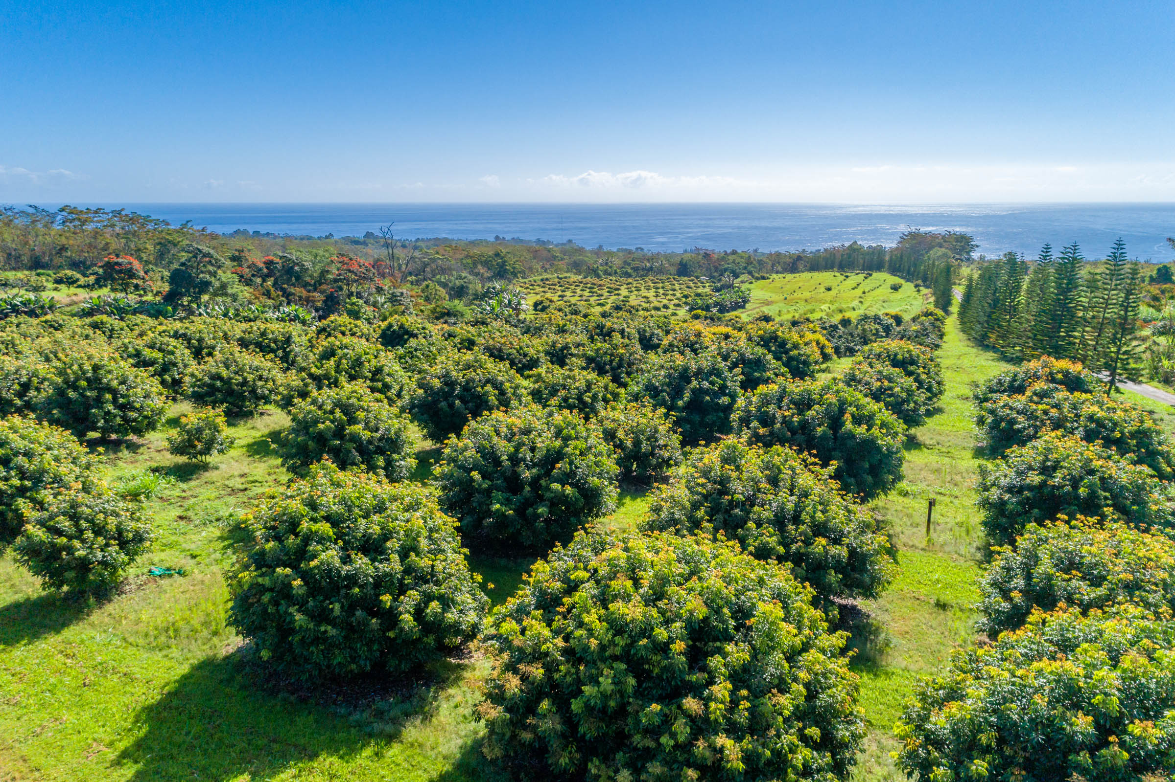 985 Kulana St, Papaikou, HI 96781