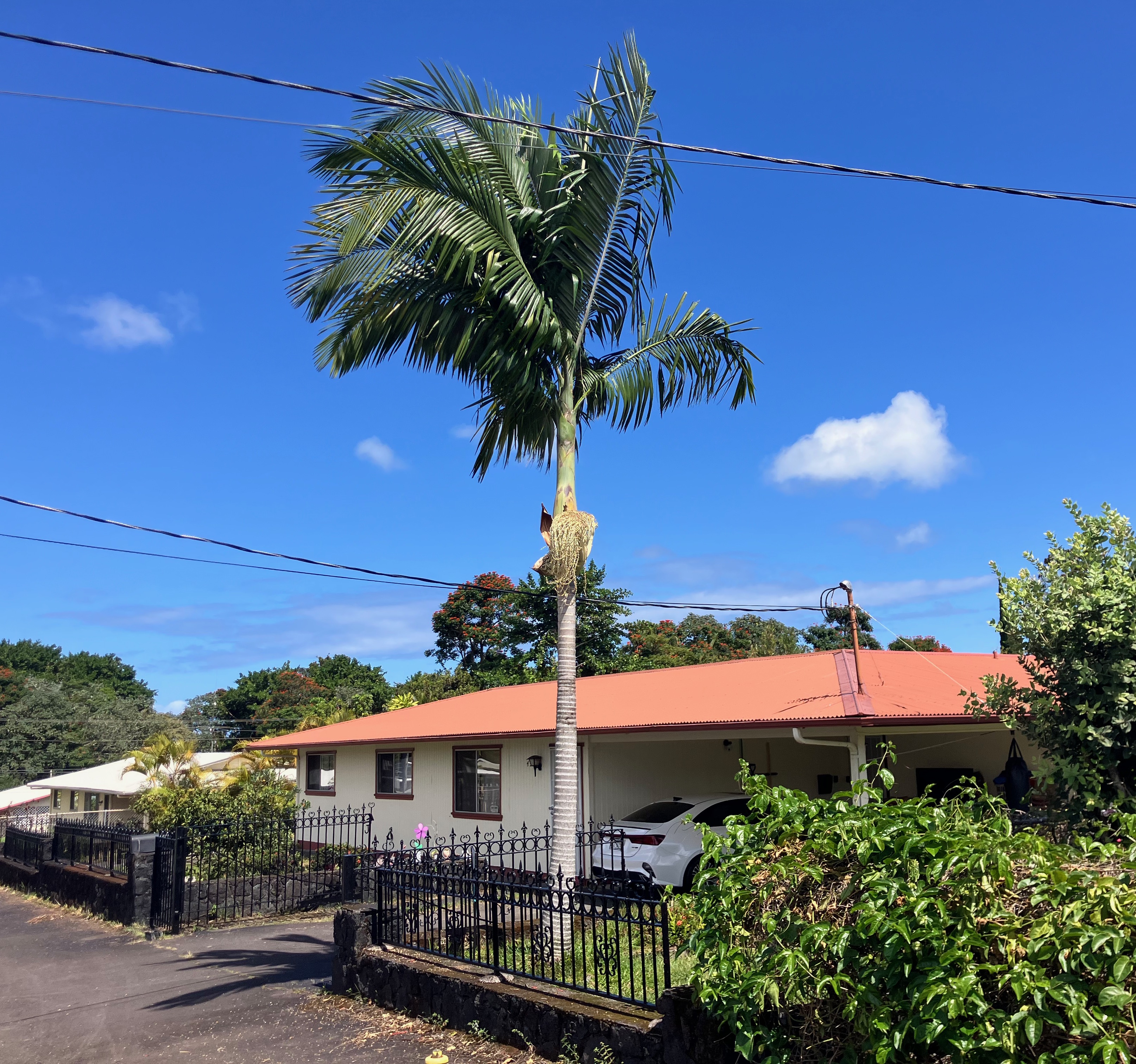 49 Kuhilani St, Hilo, HI 96720