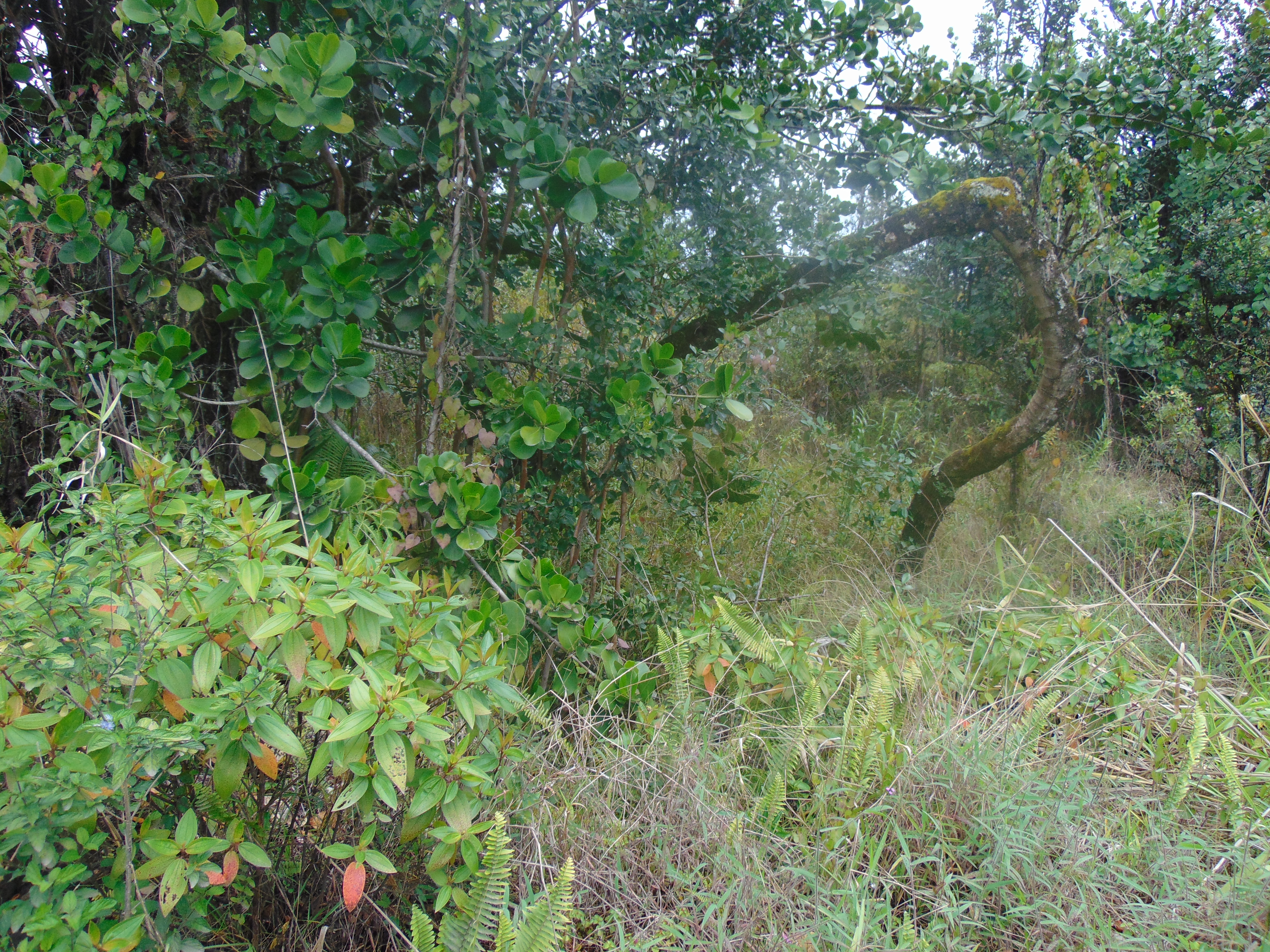 16-1947 37Th Ave, Kurtistown, HI 96760