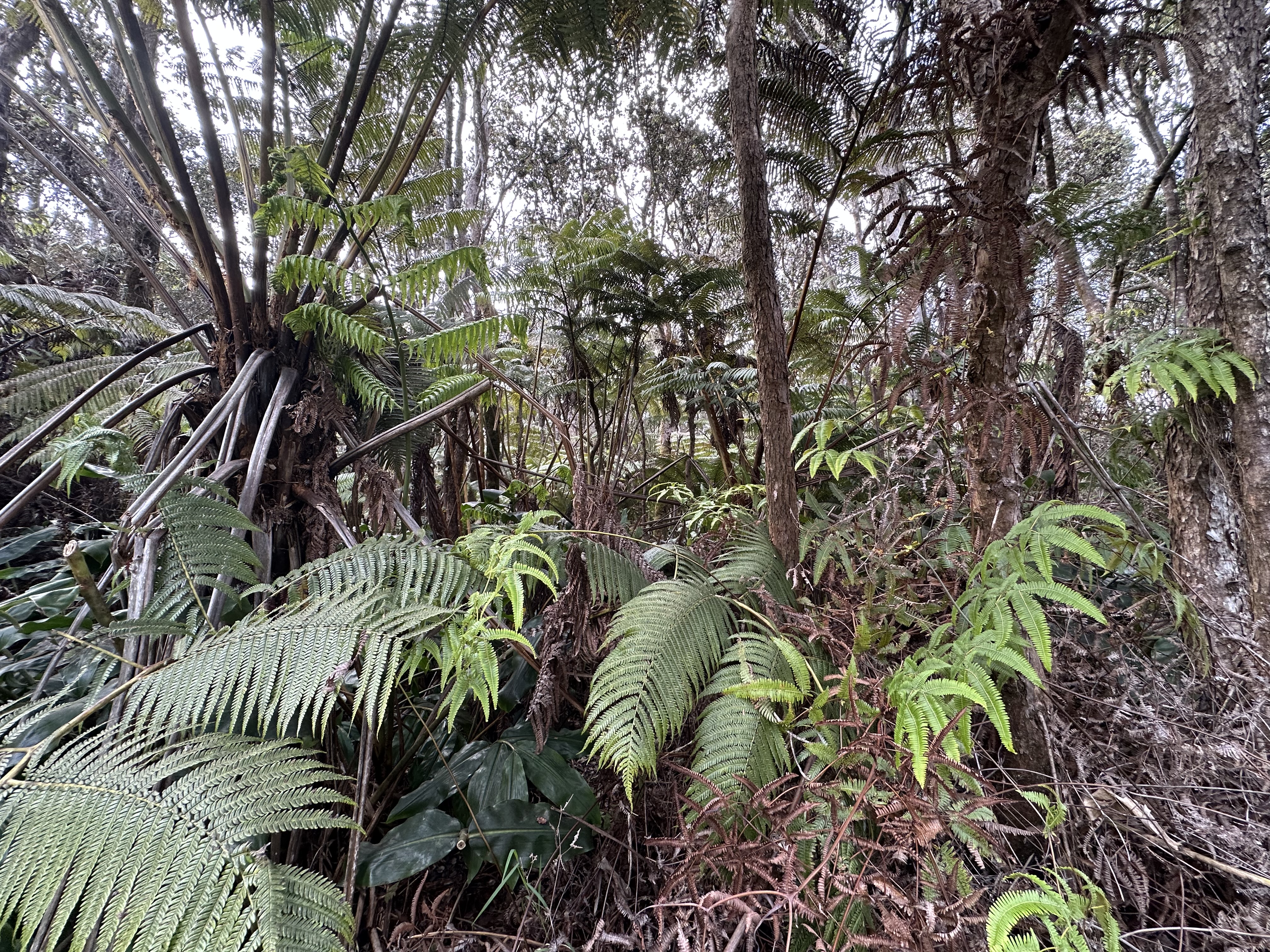 11-3886 3Rd St, Volcano, HI 96785