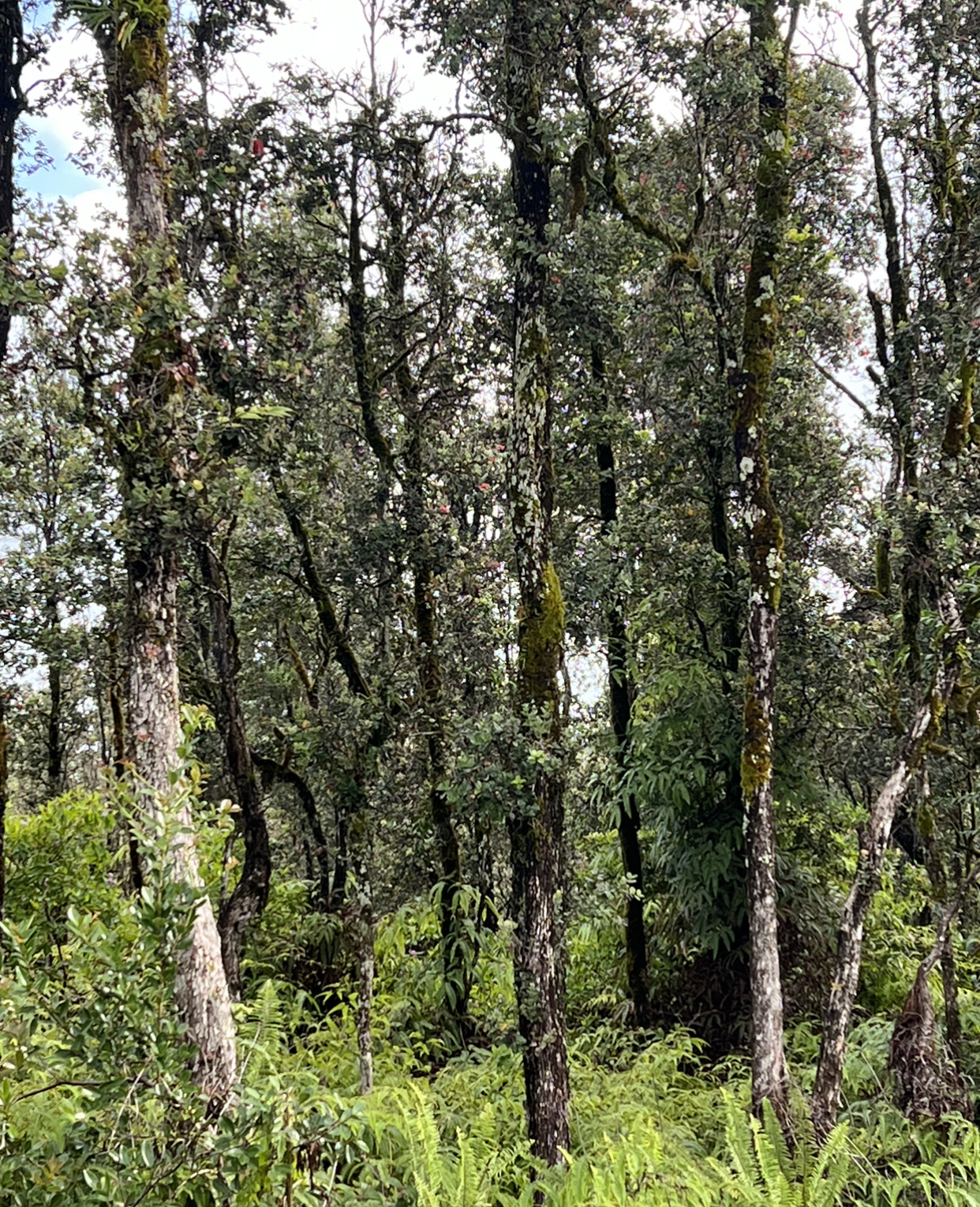 16-1569 Ao Rd, Mountain View, HI 96760