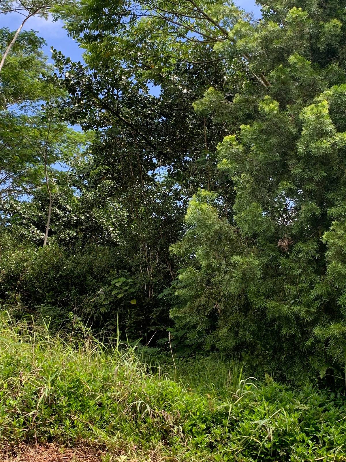 15-1747 9Th Ave, Keaau, HI 96749