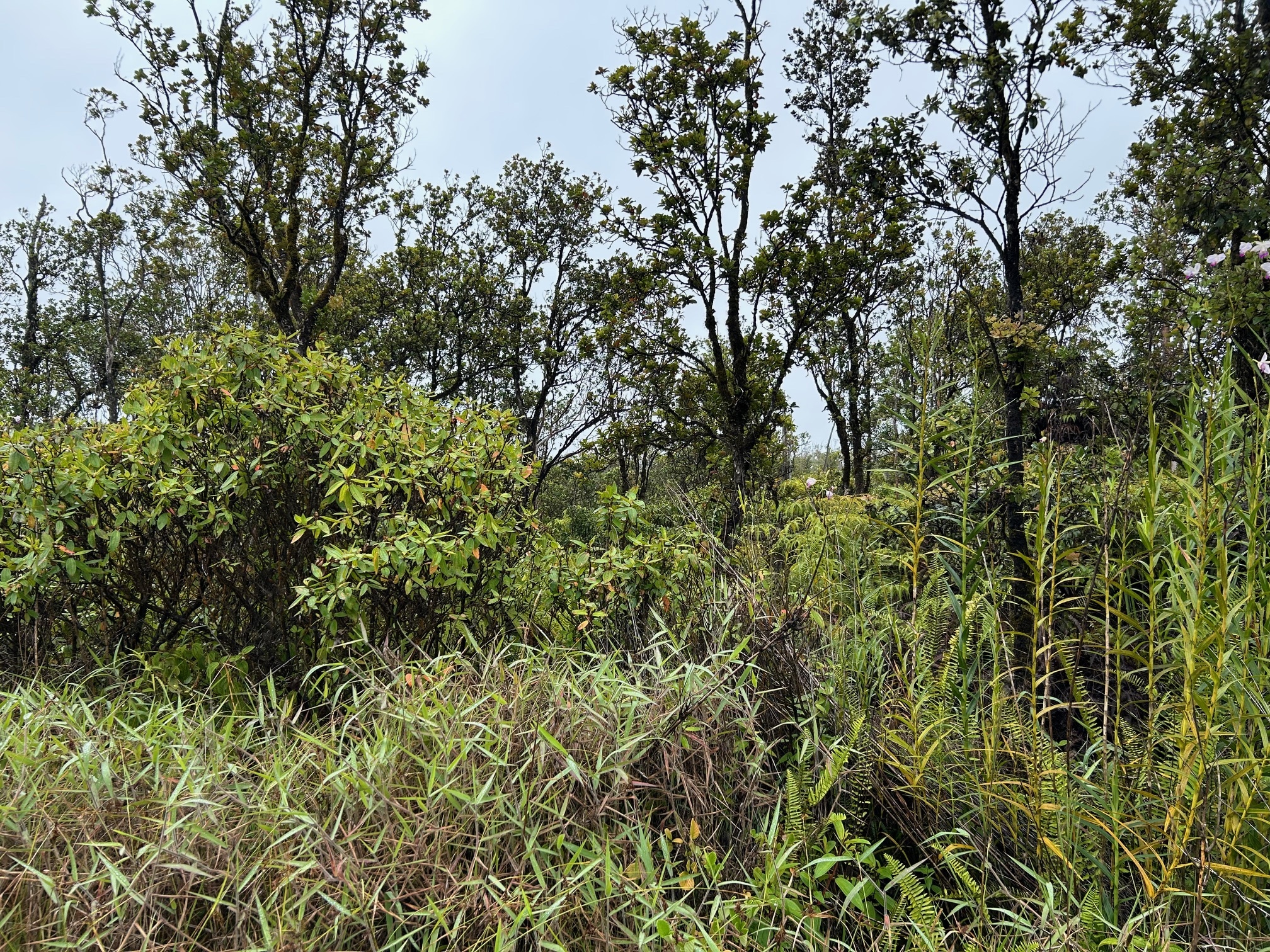 11-2013 Kaleponi Dr, Volcano, HI 96785