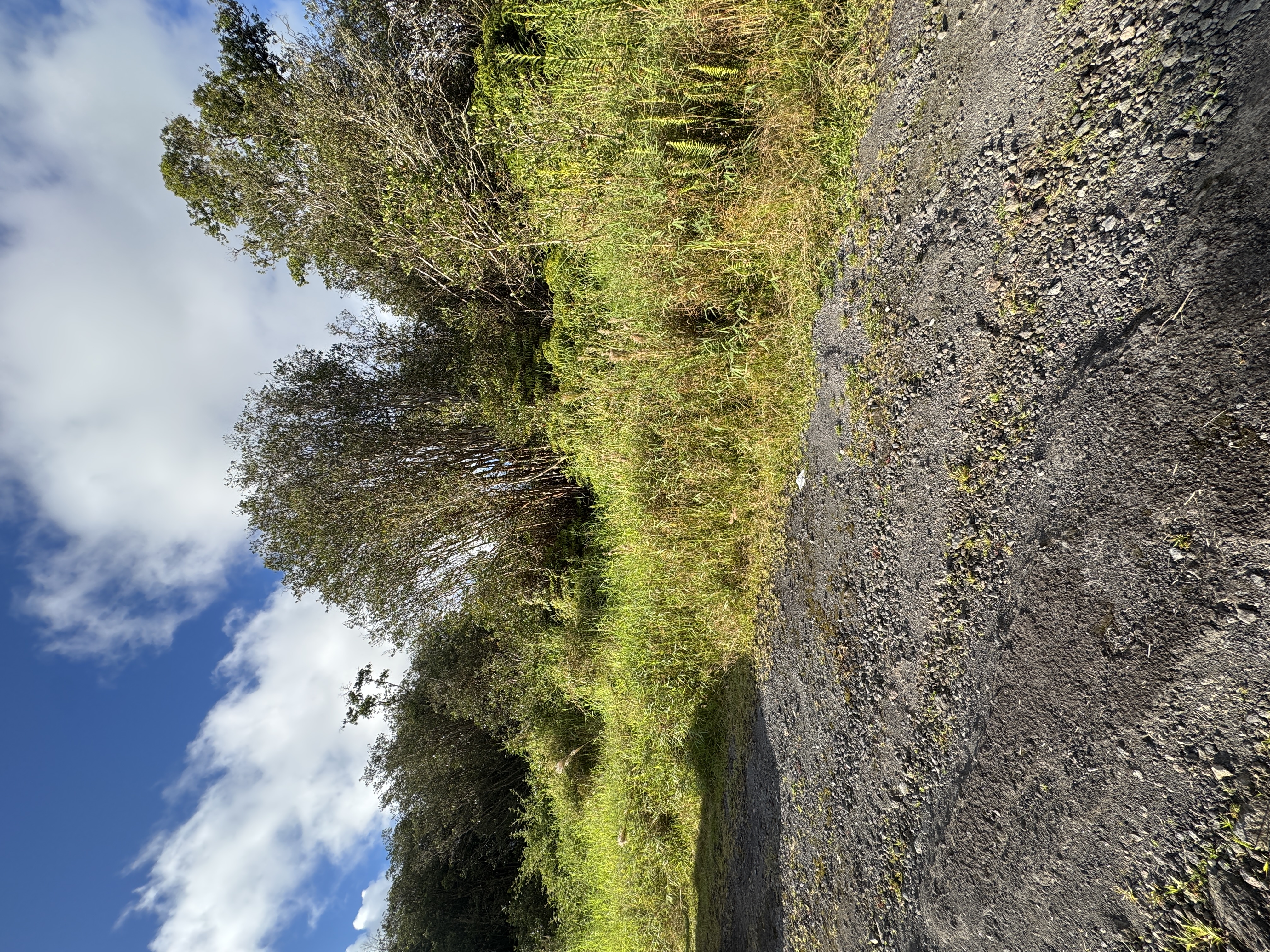 18-4202 Hulu St, Volcano, HI 96785