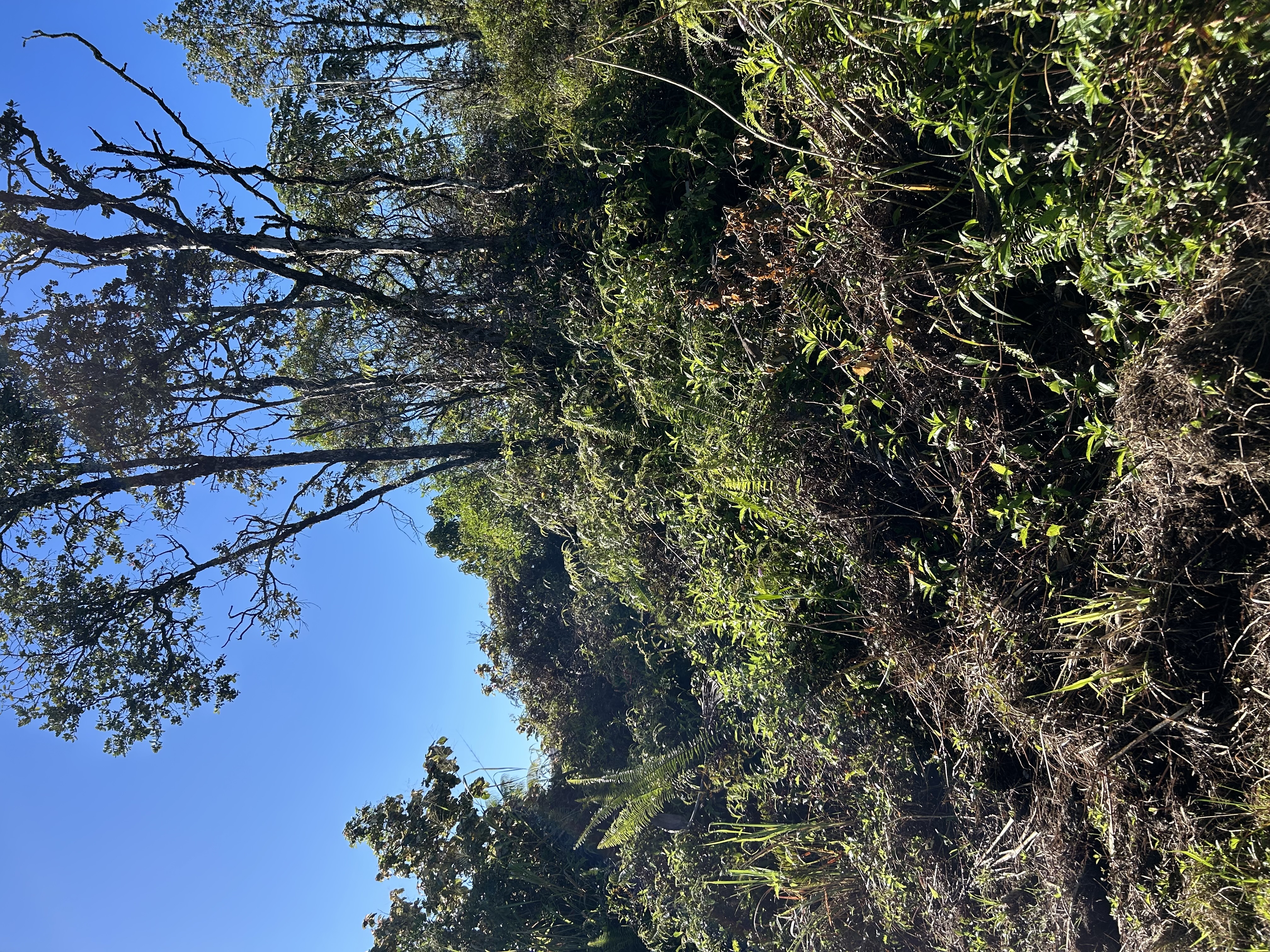 15-1510 8Th Ave, Keaau, HI 96749