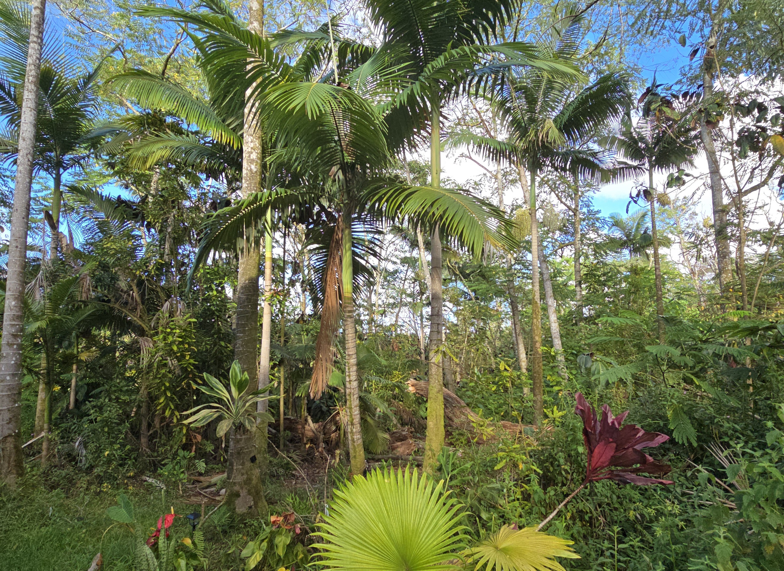 13-3359 Moku St, Pahoa, HI 96778