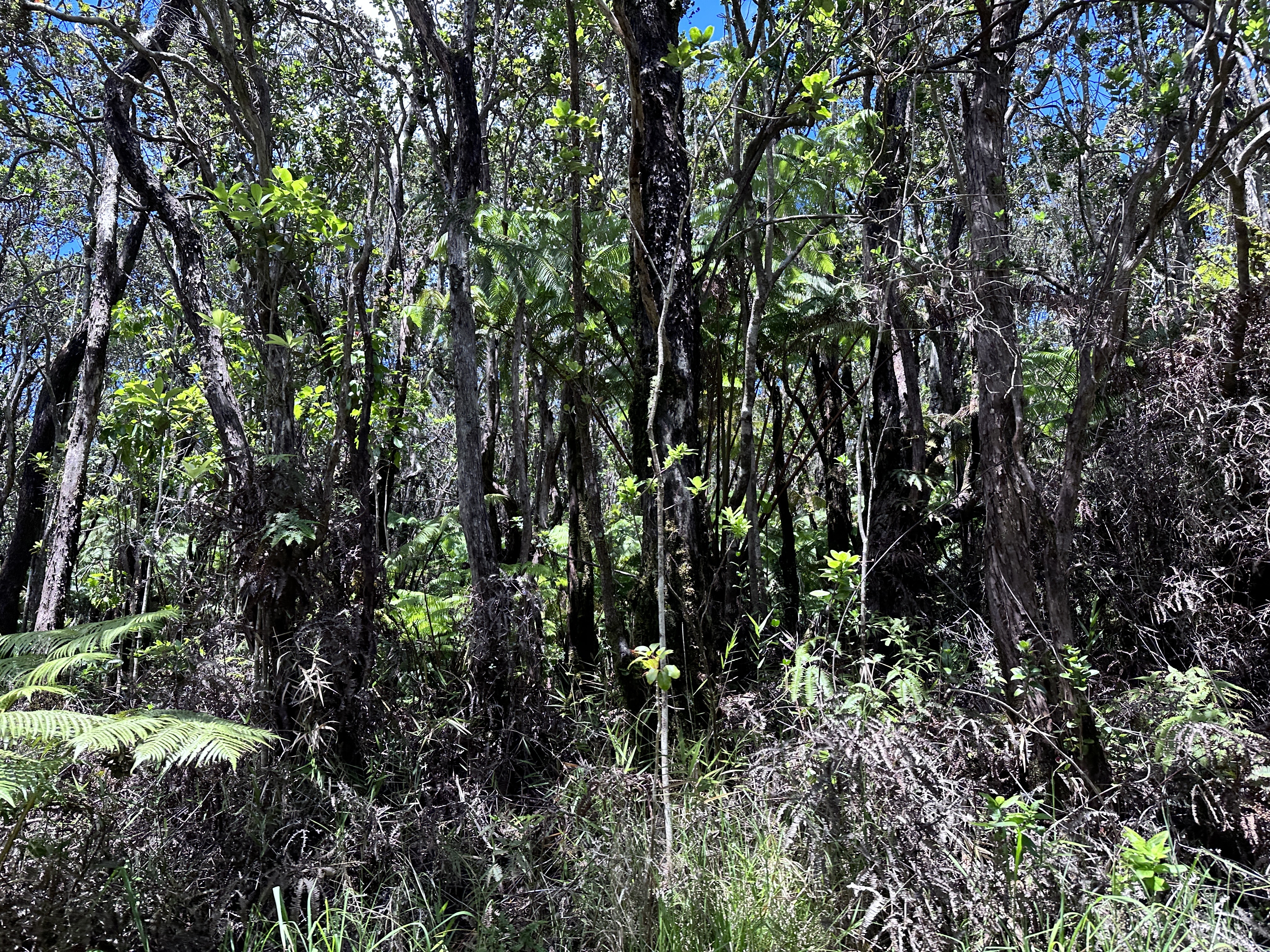 16-1999 Hopue Rd, Mountain View, HI 96771