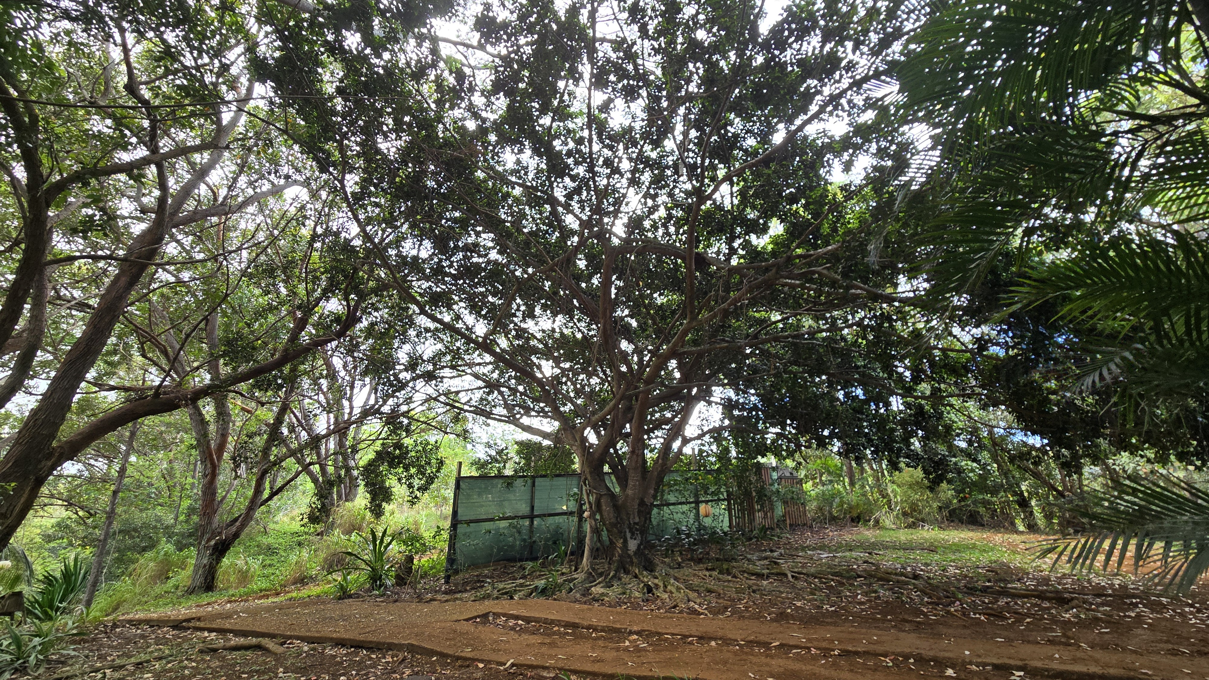 3215-C Wawae Rd, Kalaheo, HI 96741