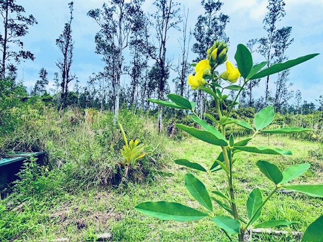 16-2030 Ao Rd, Kurtistown, HI 96760