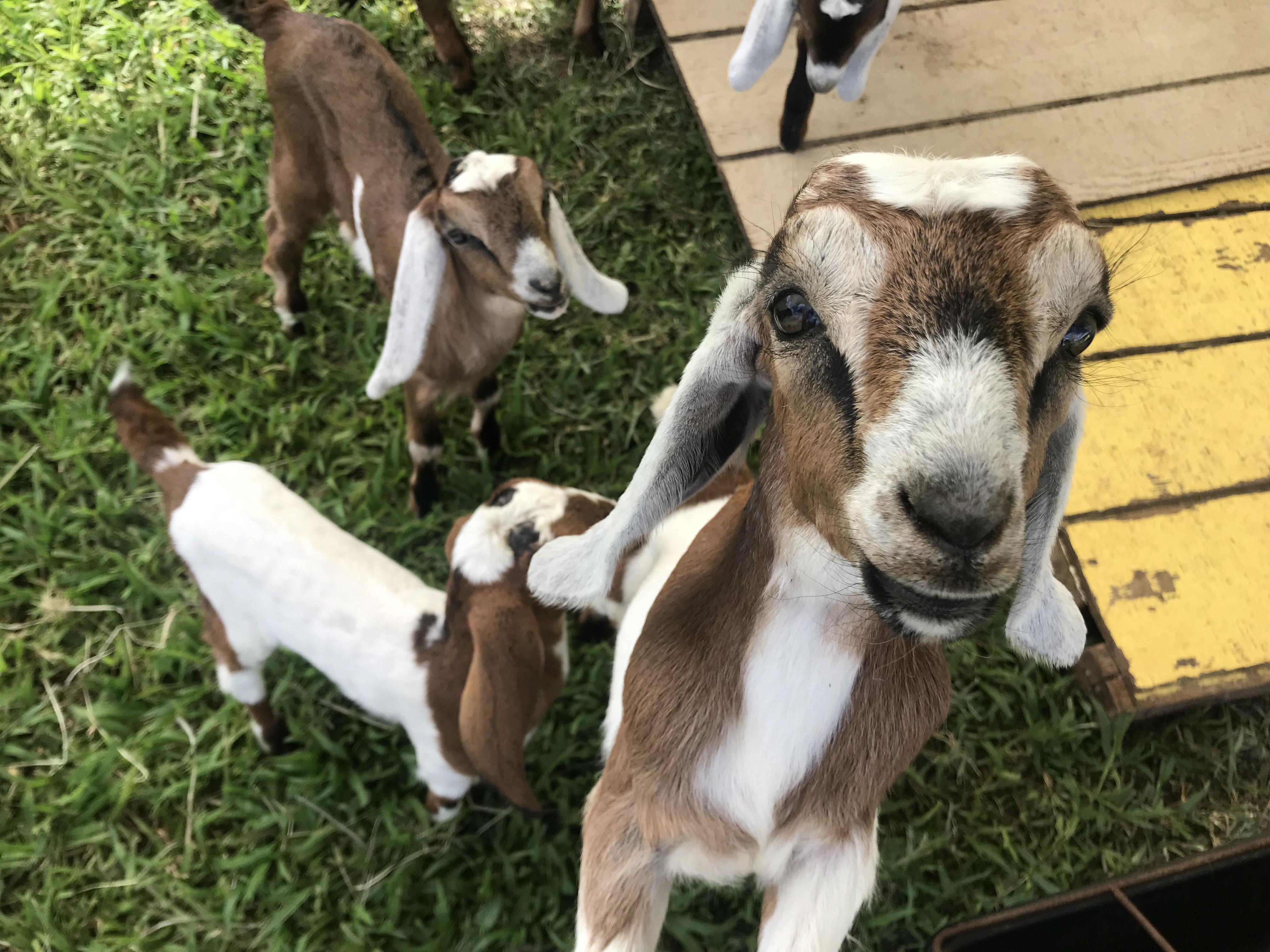 28-257 Akaka Falls Rd, Honomu, HI 96728