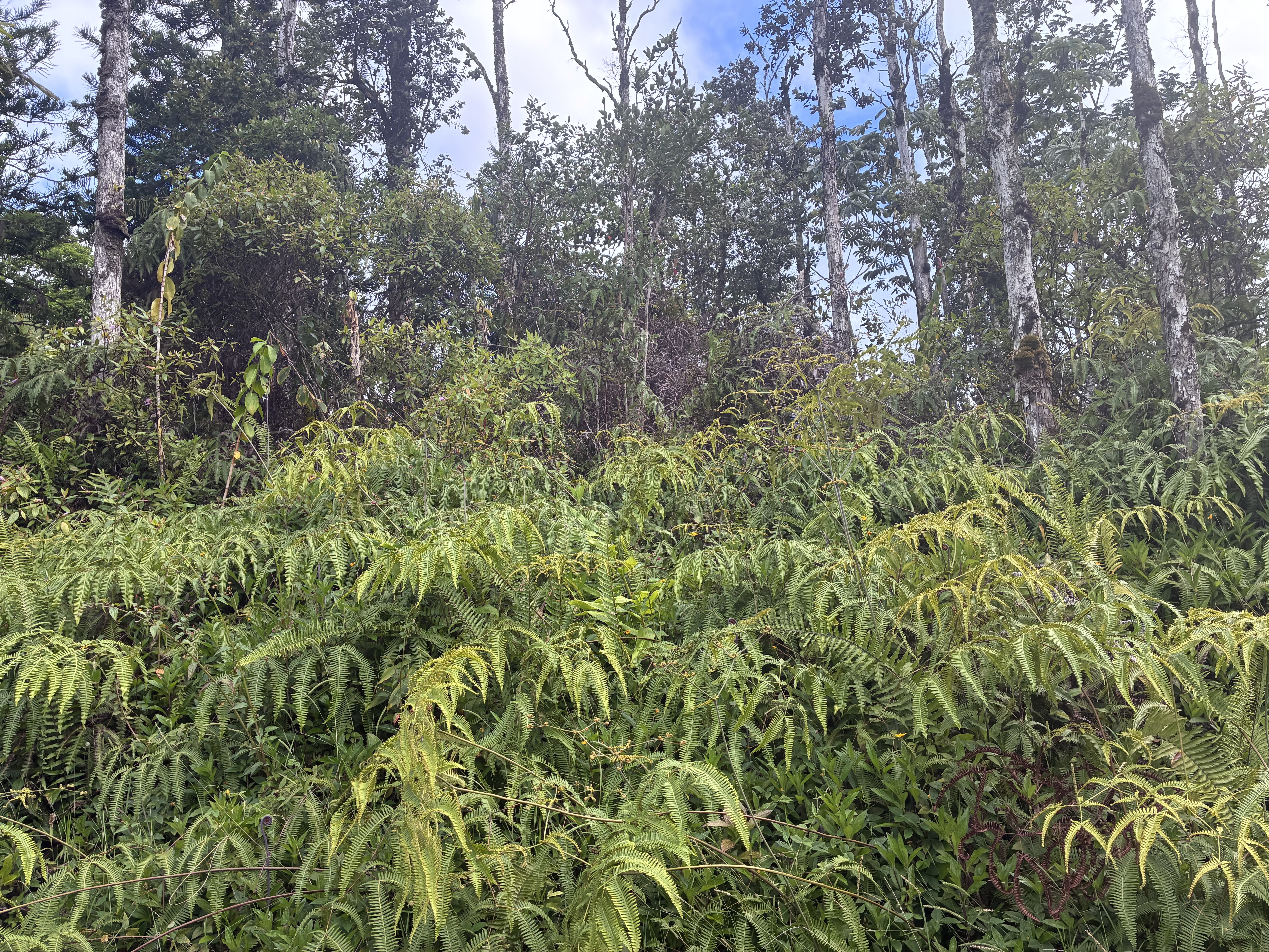 14-3516 Church Rd, Pahoa, HI 96778