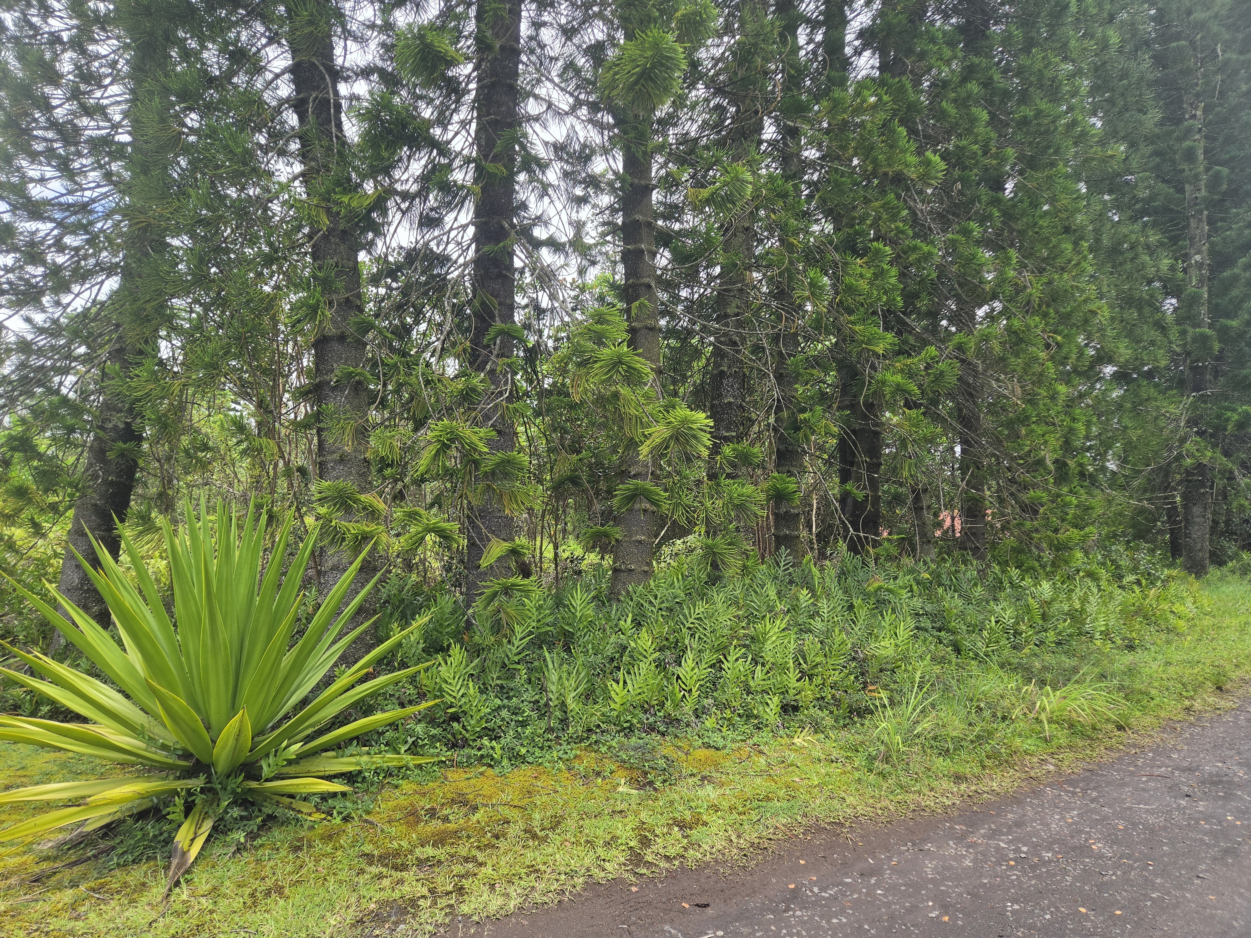 16-315 Kehaulani St, Kurtistown, HI 96760