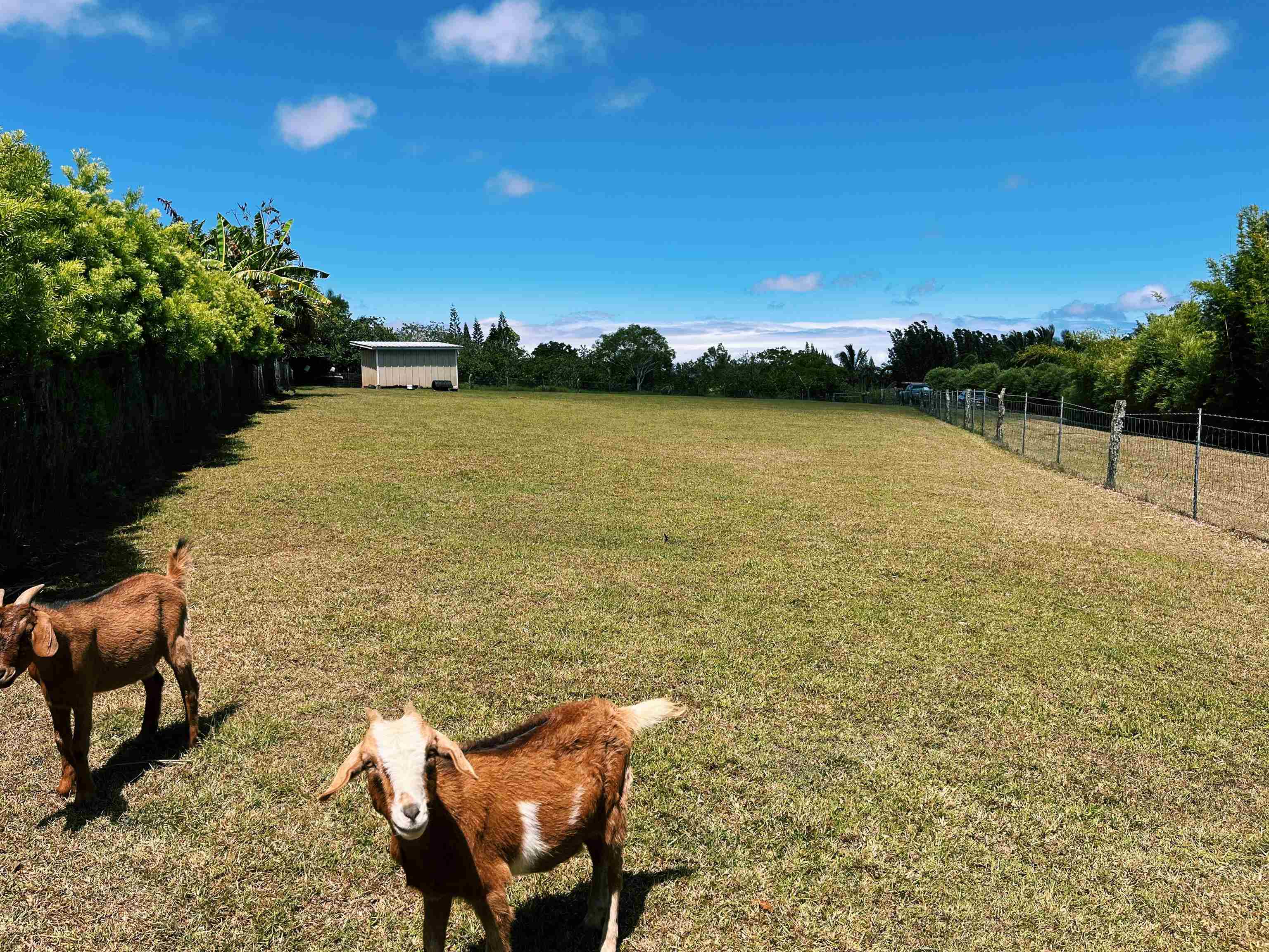 57 Awalau Rd, A, Haiku, HI 96708